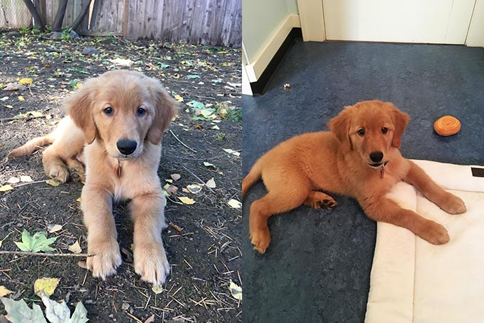 collage of golden retriever puppy from left - puppy in backyard, right - puppy lying on new bed