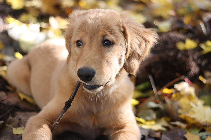 golden retriever puppy sitting in fall leaves chewing a stick