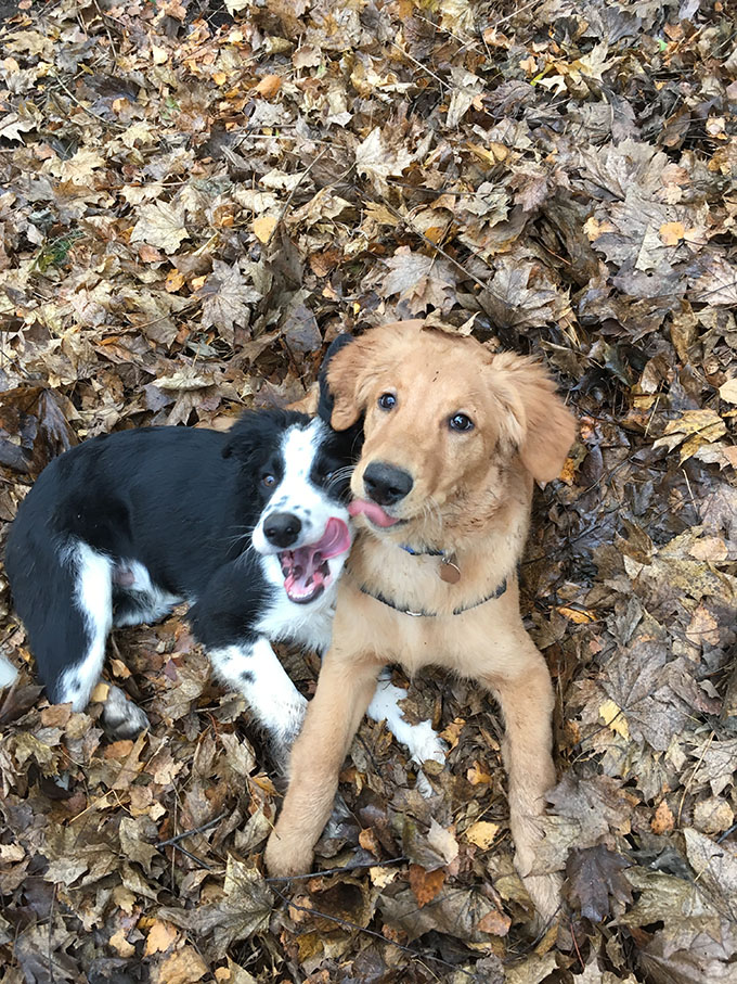one golden retriever puppy and one border collie puppy playing on a pile of fall leaves with their tongues out