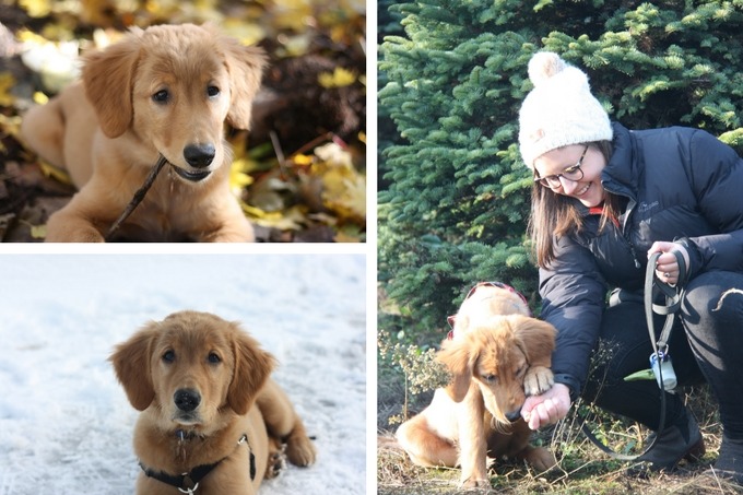 the puppy collage - archie eating a stick in fall leaves, archie in the snow, archie and I at a christmas tree farm