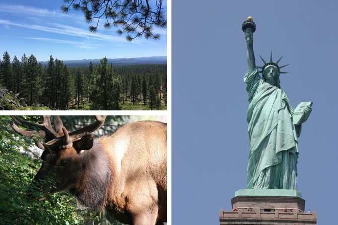 the travel diaries collage - forest on a sunny day, large elk in camp ground, statue of liberty in new york city