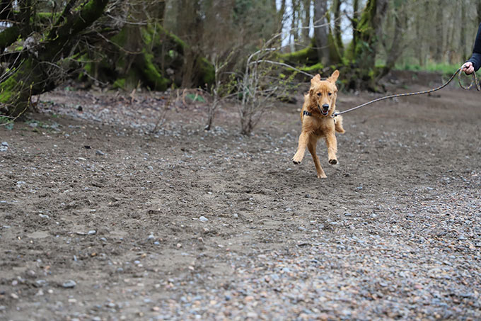golden retriever puppy running toward camera with tongue out and ears flapping