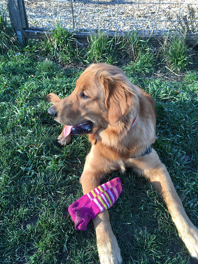 golden retriever puppy sitting looking to the left with pink sock on leg