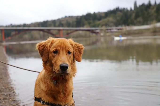 red golden retriever puppy standing in front of bridge staring at camera