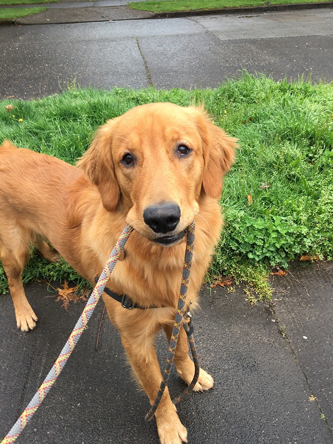 golden retriever puppy looking at camera holding leash in his mouth